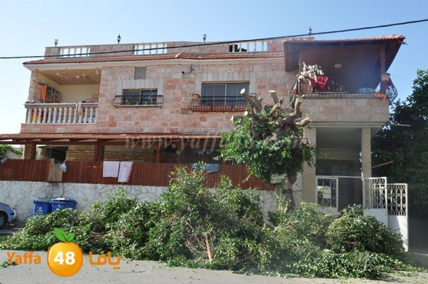 trees lud 1112 (7).JPG